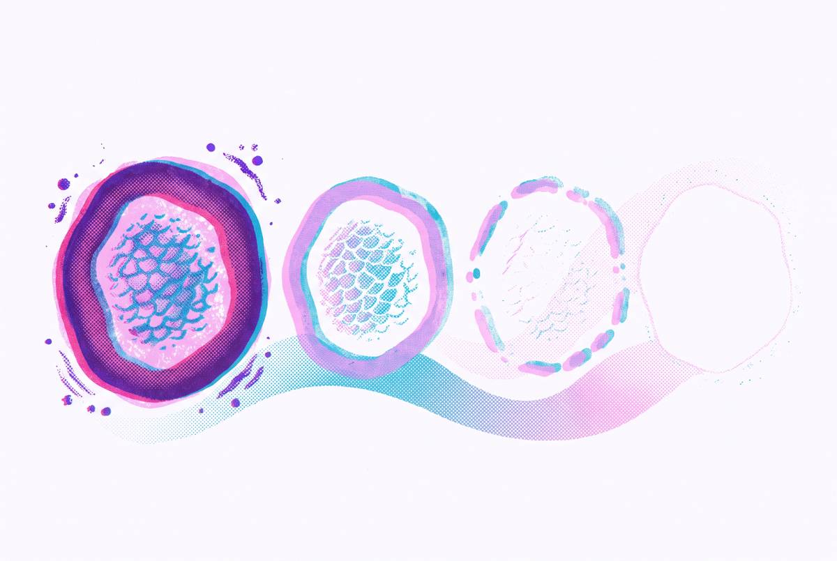 Cover illustration for “Ringworm Healing Stages and Timeline”
