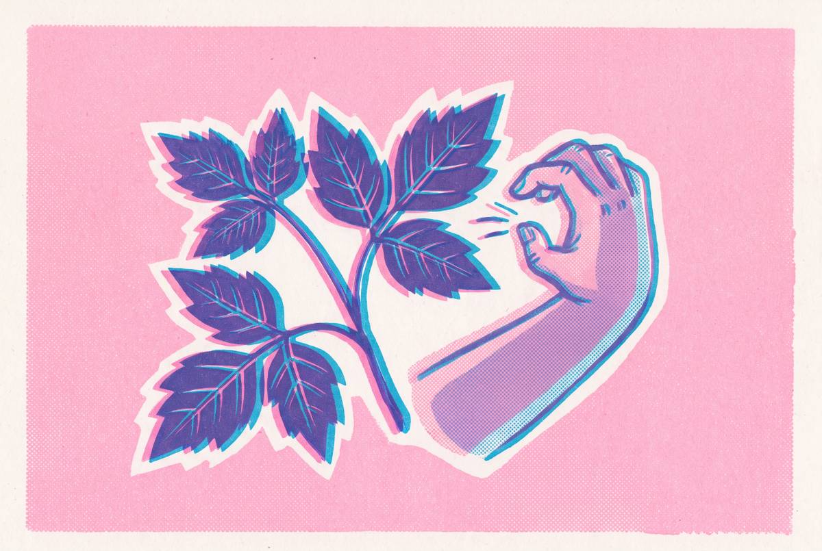 Cover illustration for “Does Poison Ivy Rash Spread from Scratching or Contact”