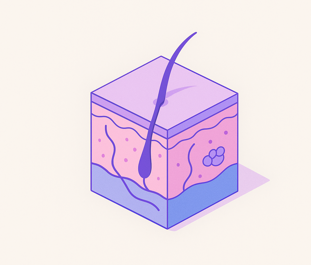 Cover illustration for “Skin Layer Anatomy and Function (New)”