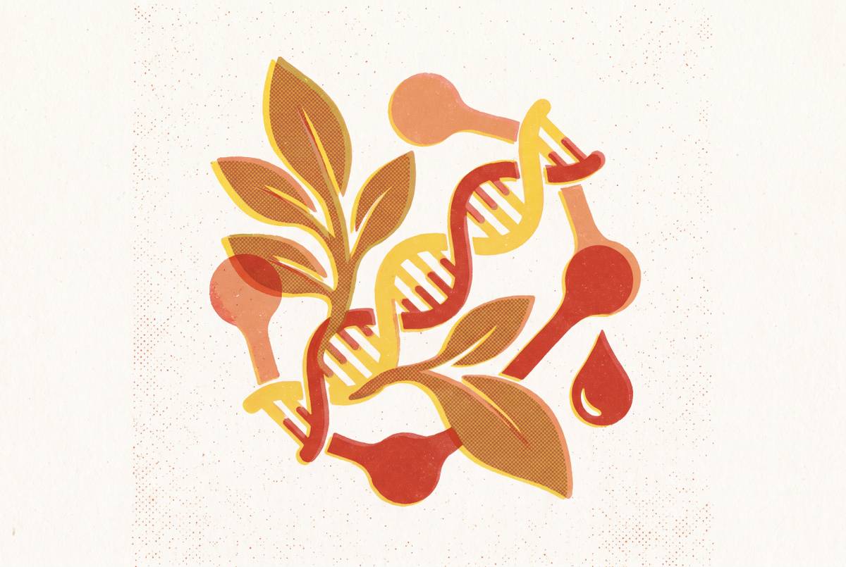 Cover illustration for “Folate Status Testing and the MTHFR Variant Context”