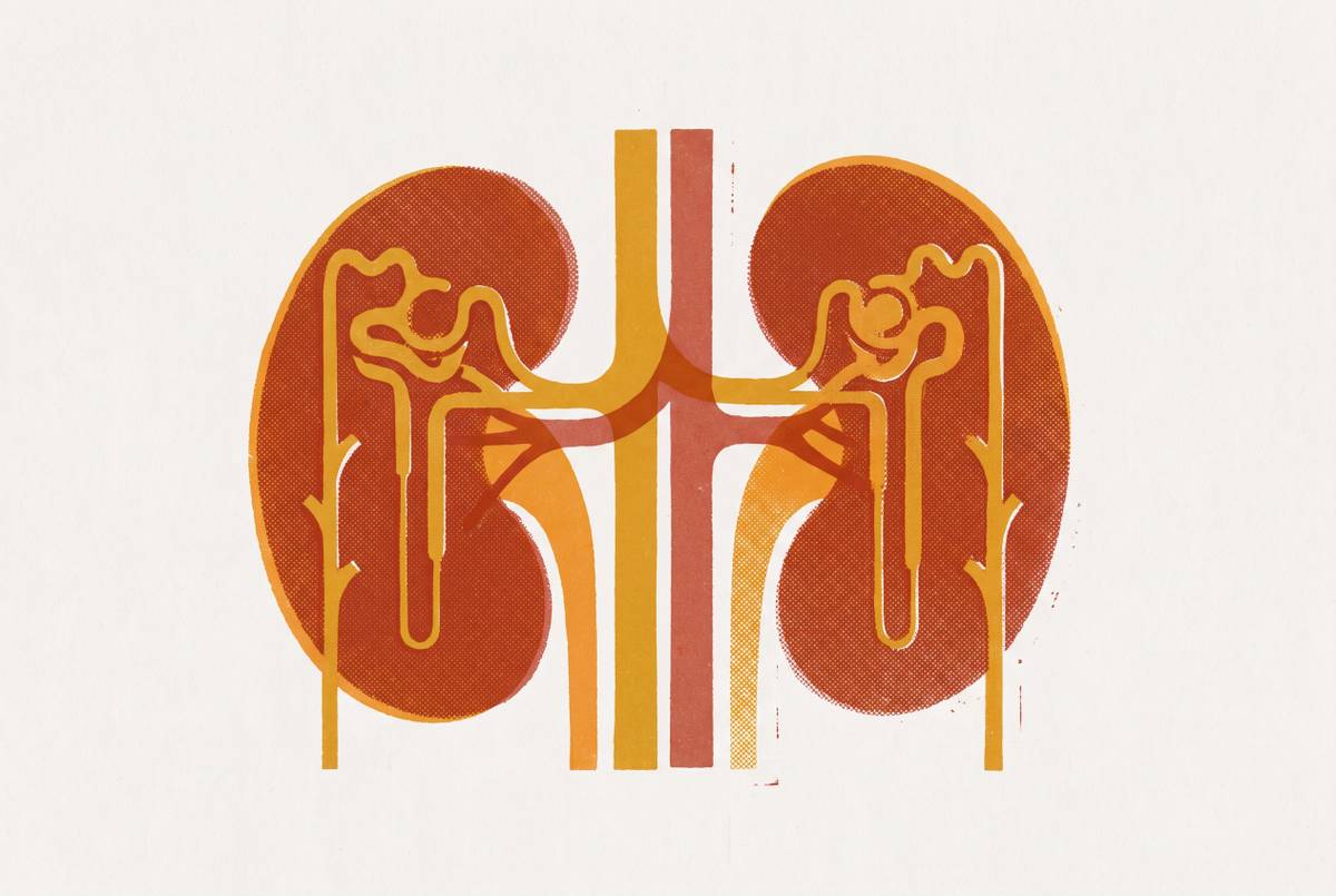 Cover illustration for “GFR and Creatinine for Kidney Function Assessment”