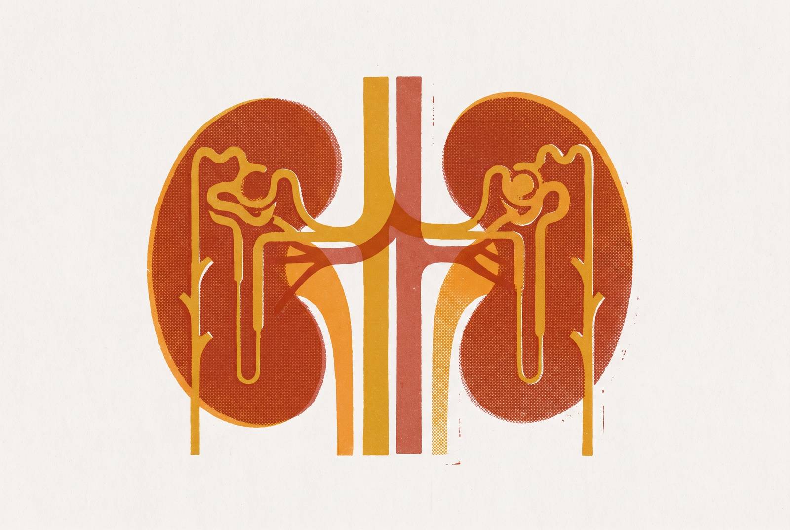Cover illustration for “GFR and Creatinine for Kidney Function Assessment”