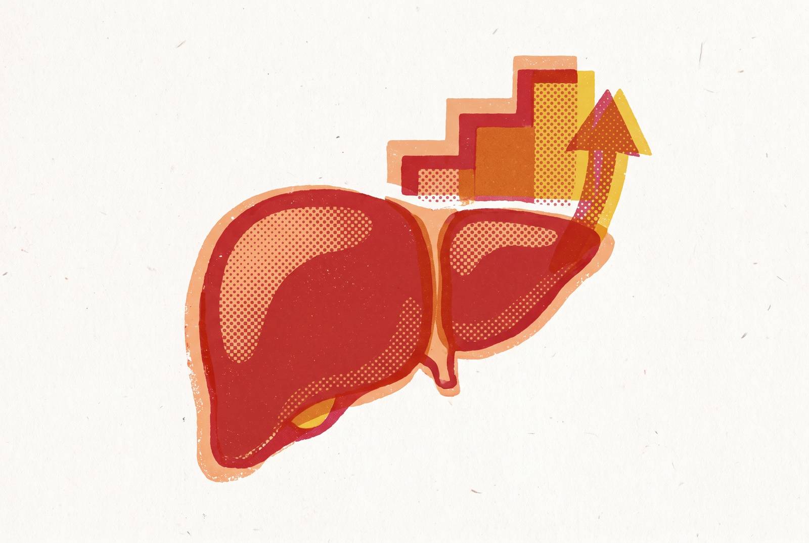Cover illustration for “ALT and AST Liver Enzyme Results and What Elevation Means”