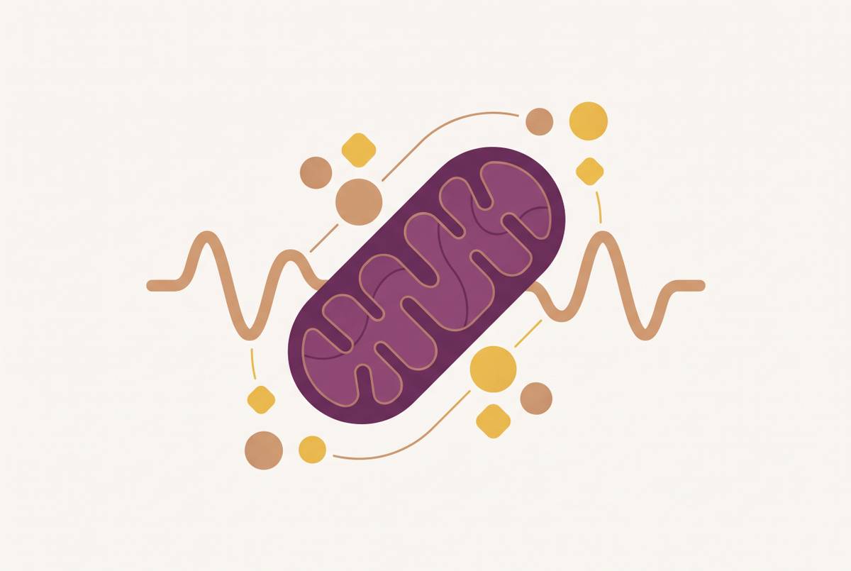 Cover illustration for “Zone 2 Training and Mitochondrial Biogenesis”