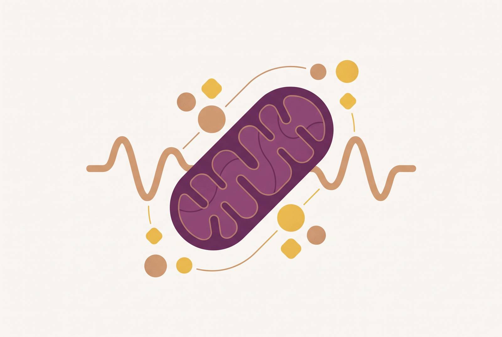 Cover illustration for “Zone 2 Training and Mitochondrial Biogenesis”