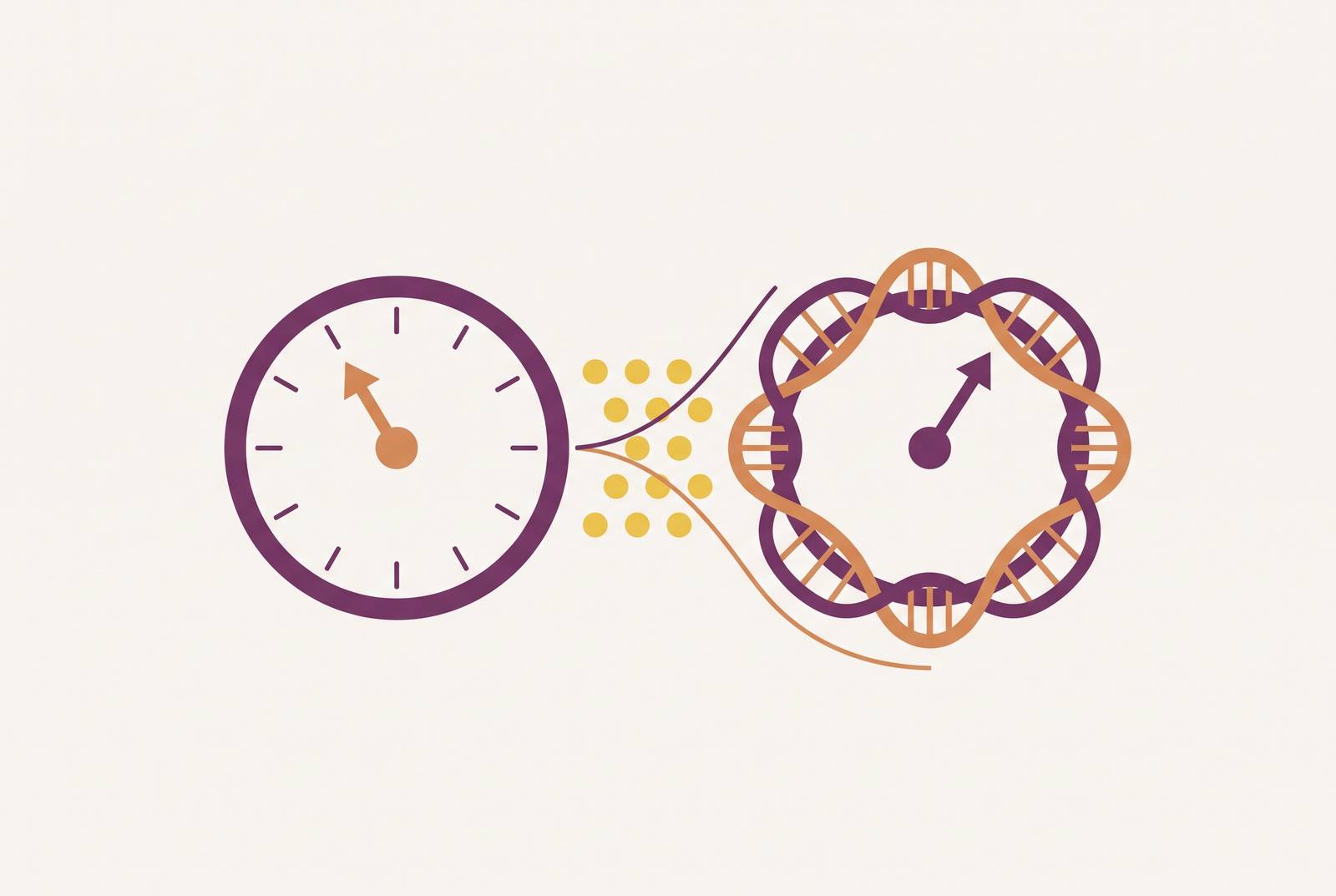 Cover illustration for “Epigenetic Age vs Chronological Age in Cohort Studies”