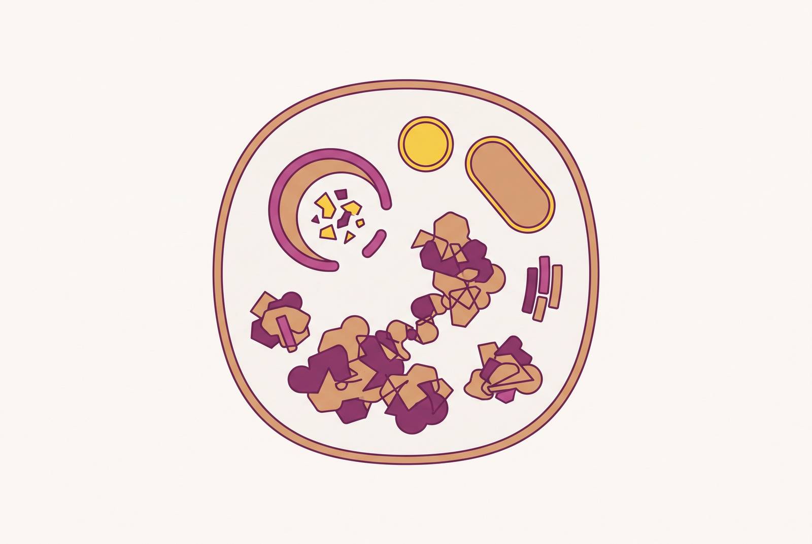 Cover illustration for “Autophagy Decline and Protein Aggregation in Aging”