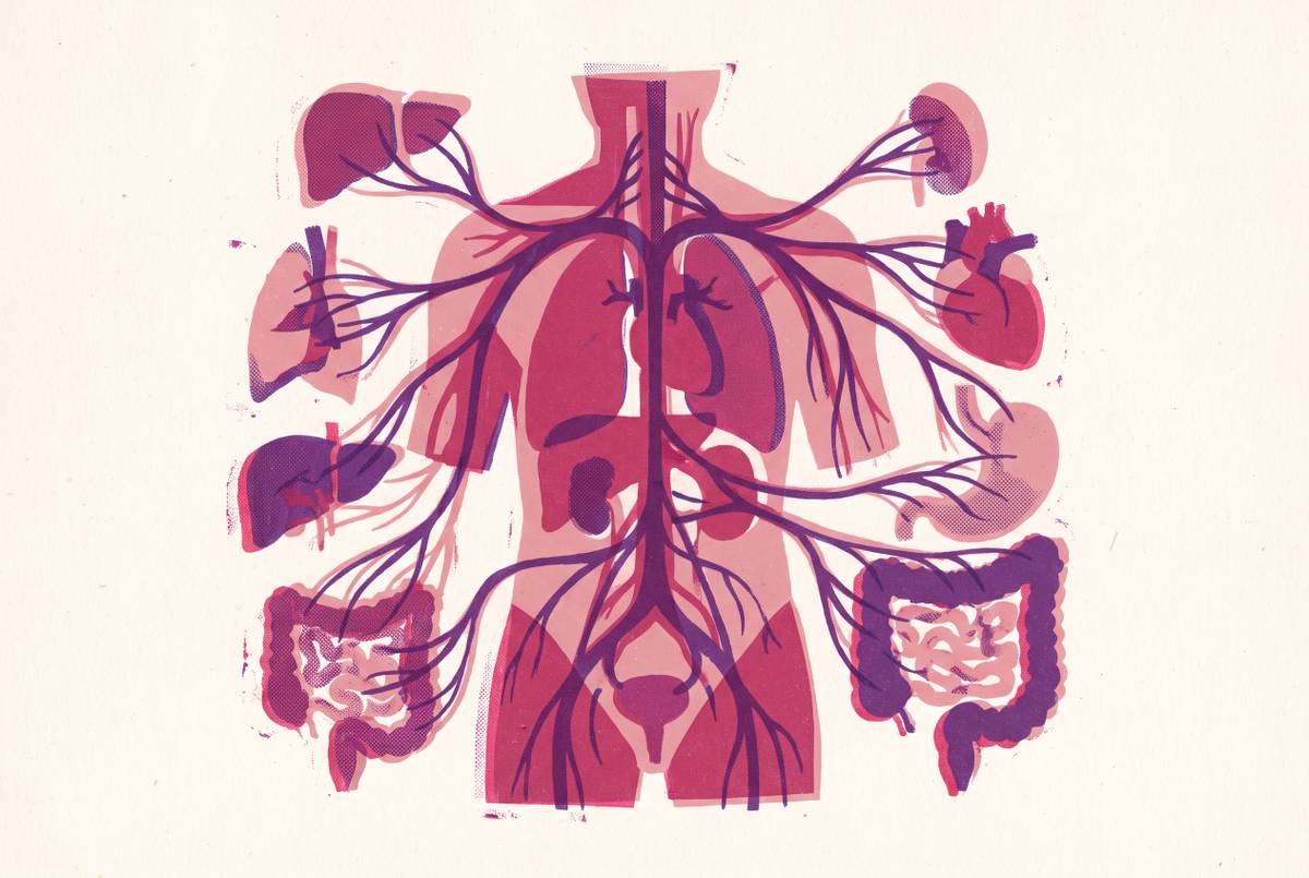 Cover illustration for “EDS and the Autonomic Nervous System”