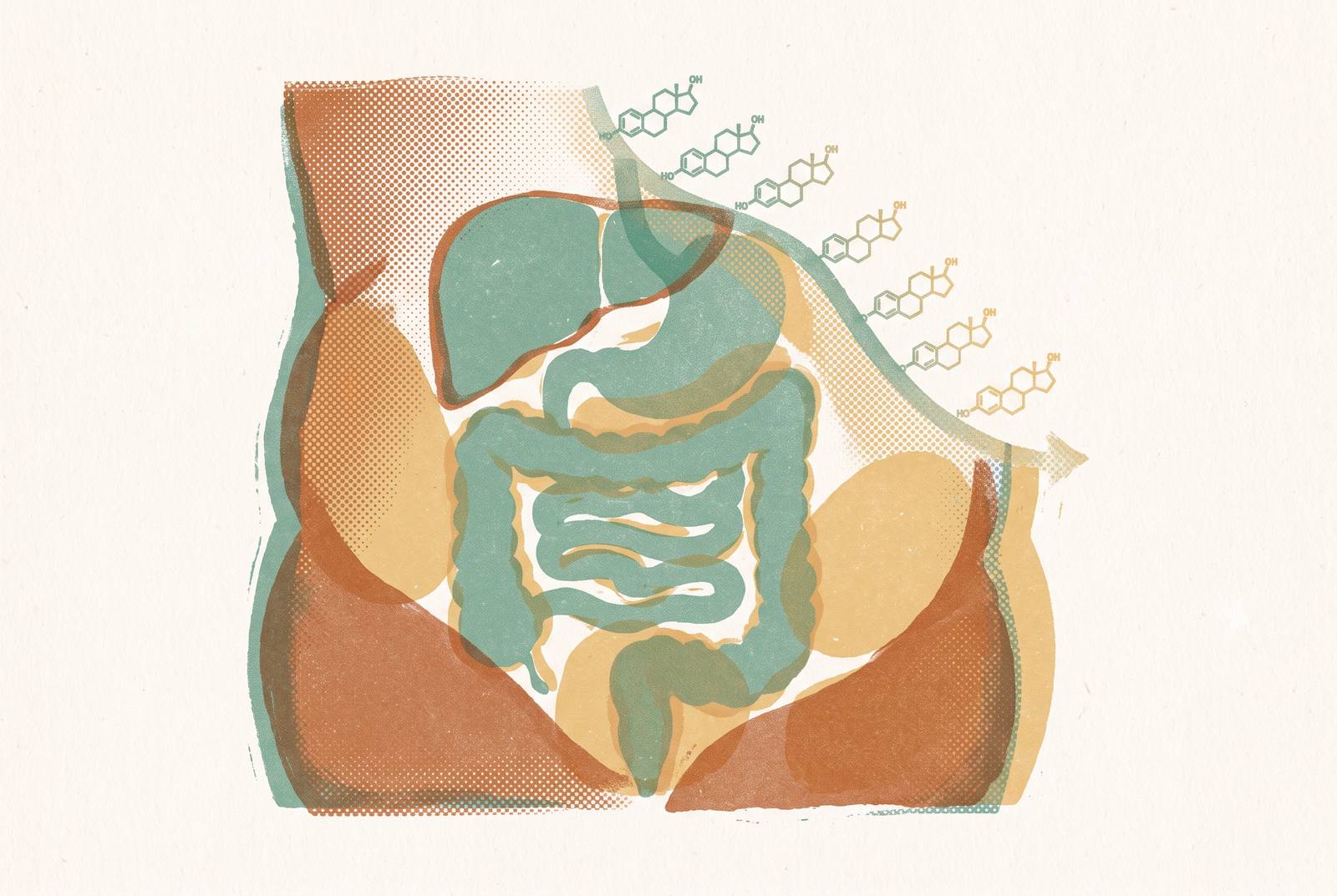Cover illustration for “Visceral Fat Accumulation and Estrogen Decline”