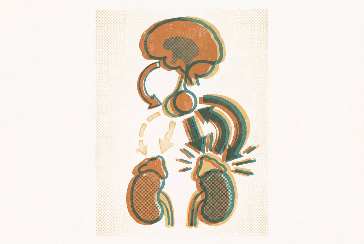 Cover illustration for “Adrenal Fatigue Versus HPA Axis Dysregulation”