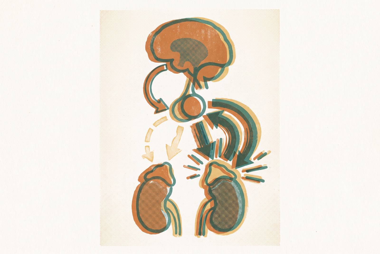 Cover illustration for “Adrenal Fatigue Versus HPA Axis Dysregulation”